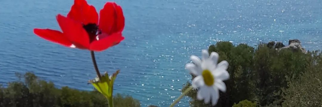 naprova's profile banner image