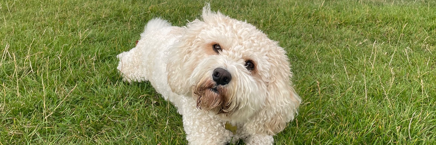 Lisa Blankstone 💙🇪🇺 banner