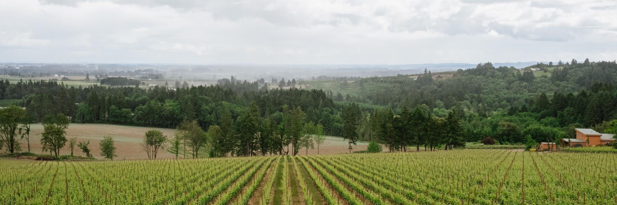viewandvine's profile banner image