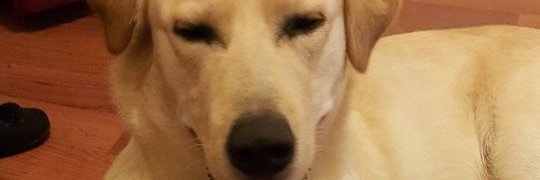 Semihalper's profile banner image