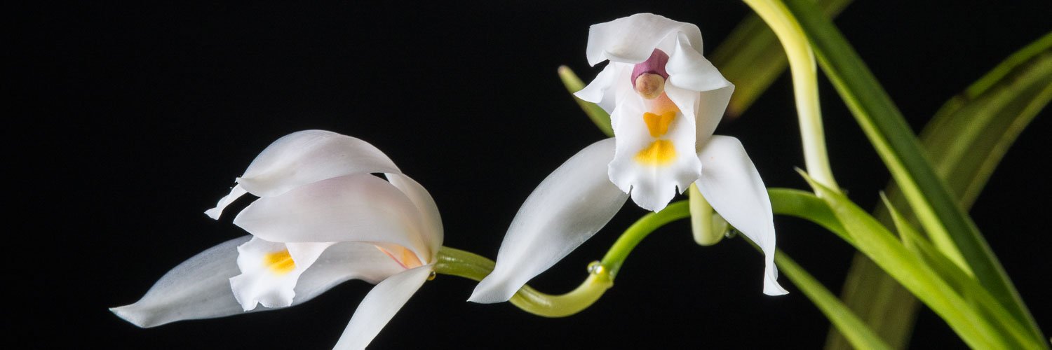 aeorchids's profile banner image