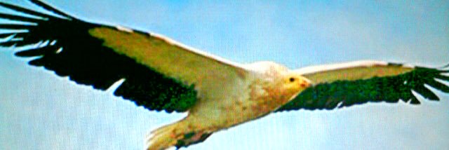 gagarin50's profile banner image