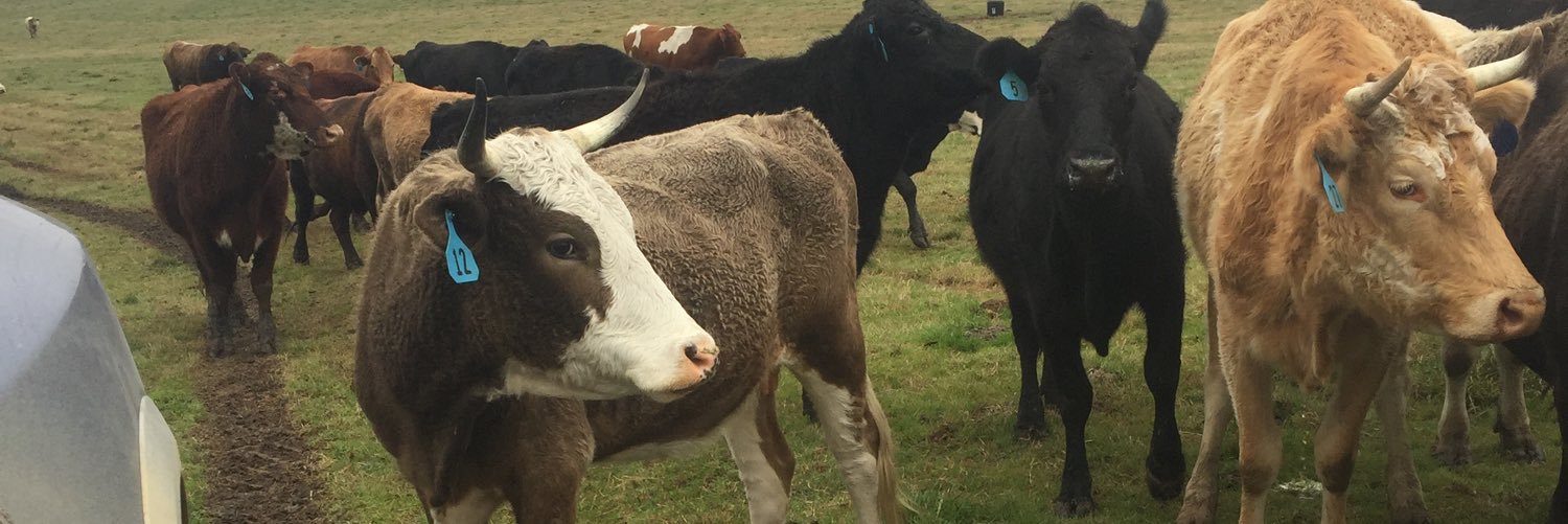 CowboyCharm's profile banner image