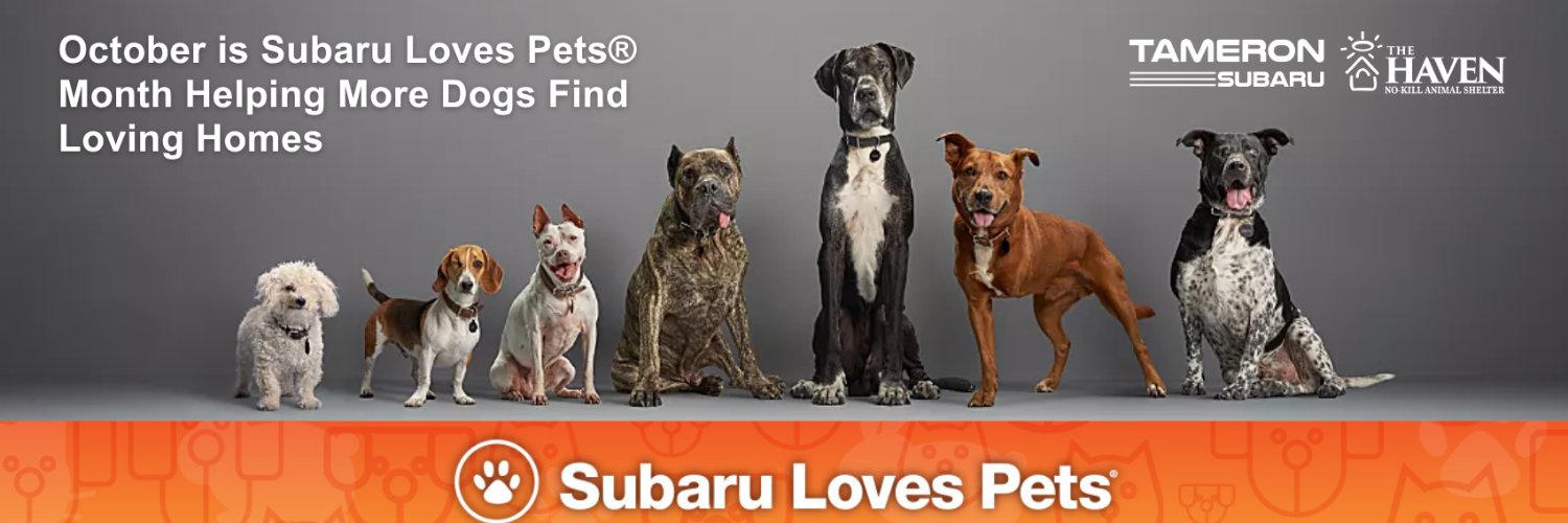 havenforanimals's profile banner image