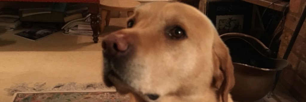 MobbsTrish's profile banner image