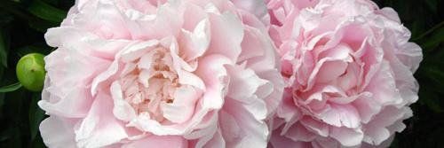 Jessica_Bodner's profile banner image