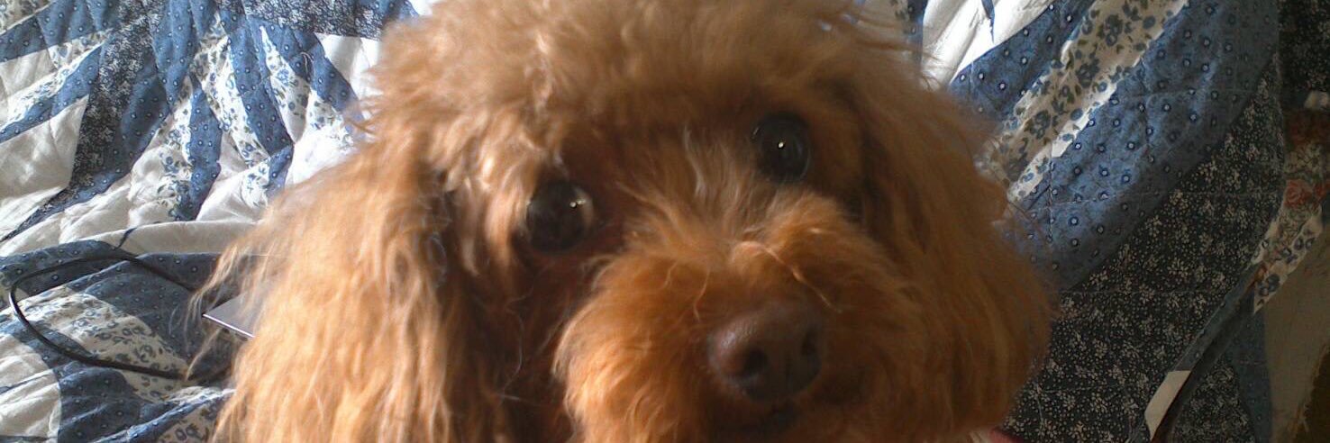 🐩寅夫@肉球新党🐈‍⬛🐾🐾息子恋しい😢 banner