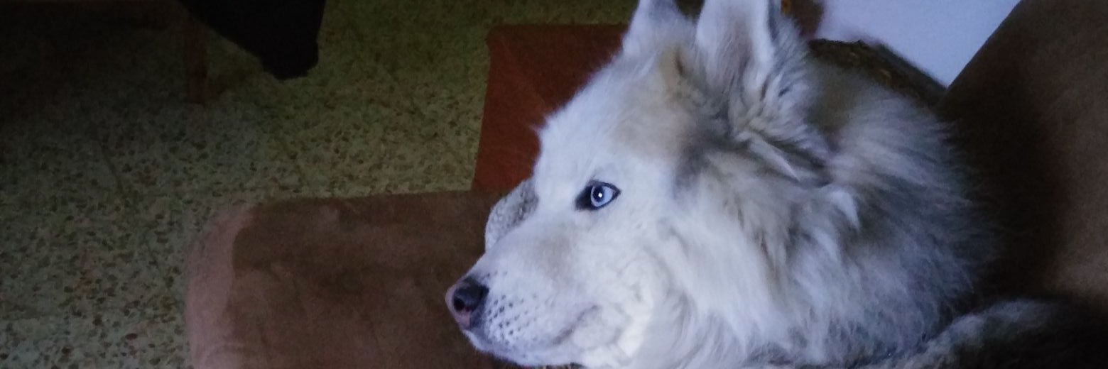 OfirBendavid's profile banner image