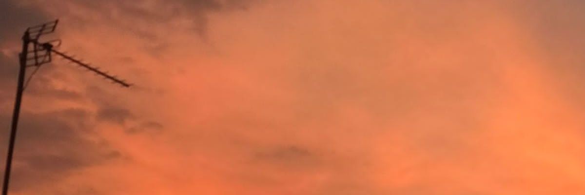 🌼 banner