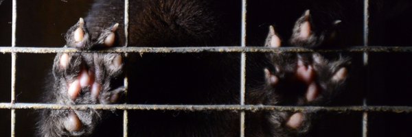 caai_bg Profile Banner