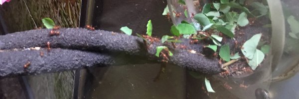 ANTharvester Profile Banner