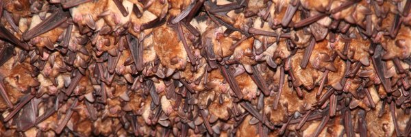 YovelBatLab Profile Banner