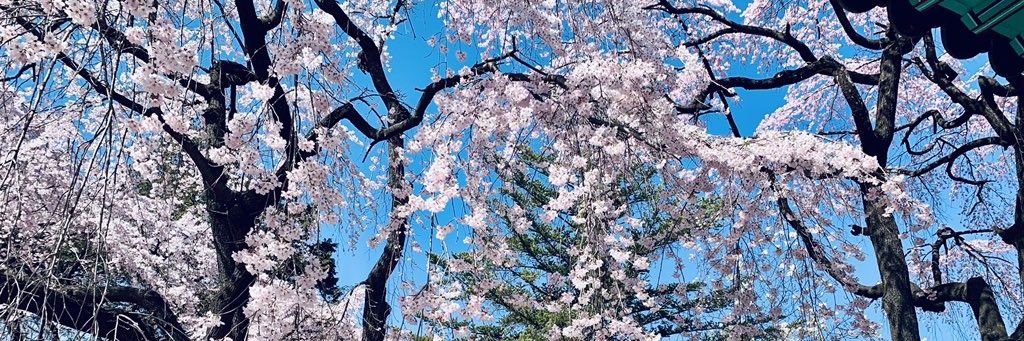 KimSull1's profile banner image