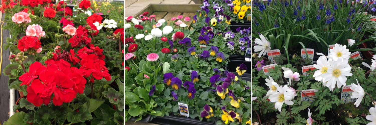 honitongardencentre banner