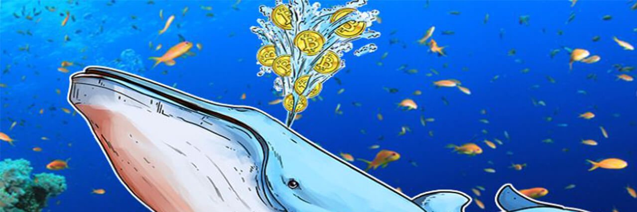 Big Blue Whale banner