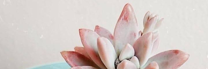 TestoreFlor's profile banner image