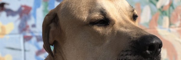 blackforager Profile Banner