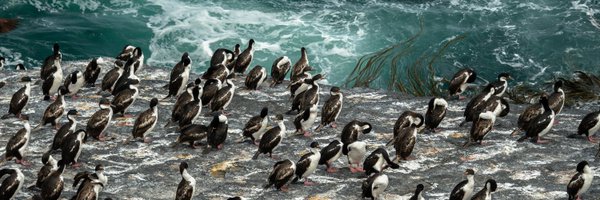 scottishseabird Profile Banner
