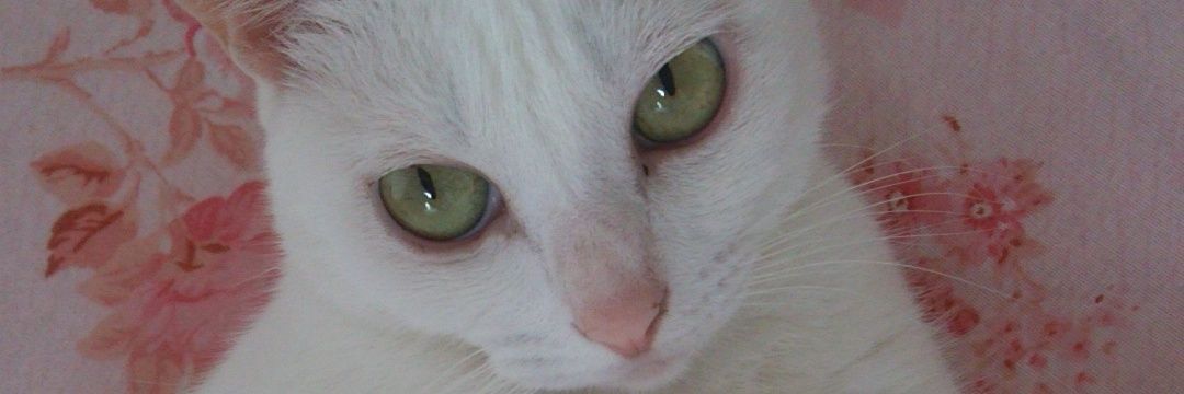 ktにゃん banner