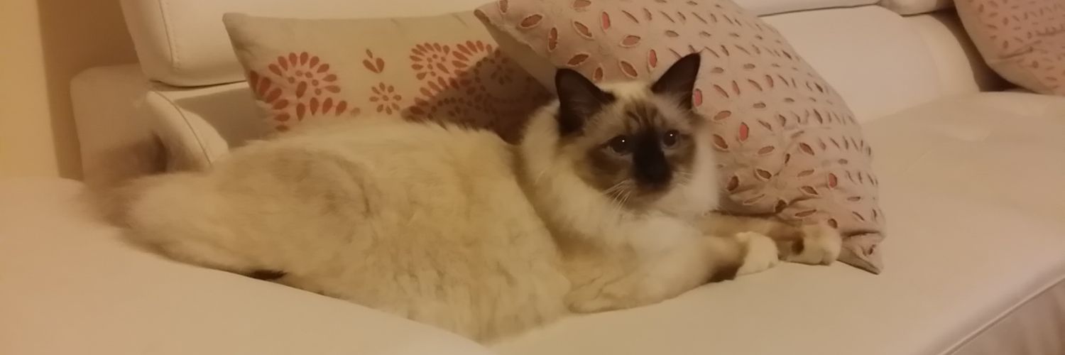JasperTheBirman's profile banner image