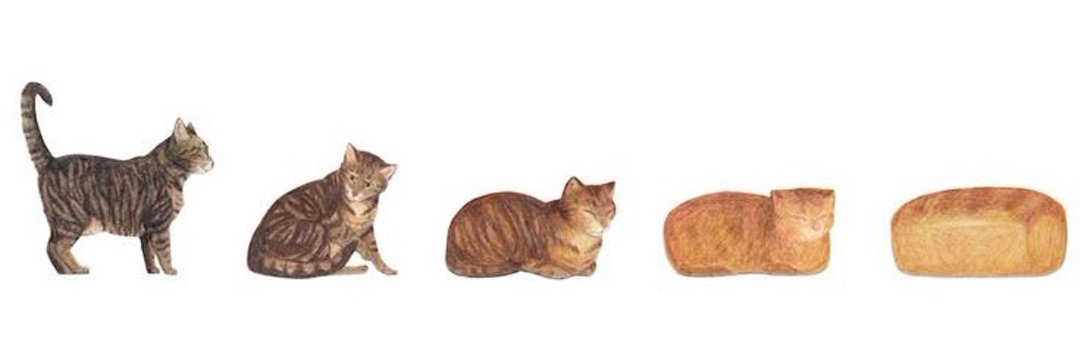 leca miau thariffa banner