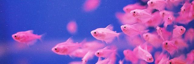 🪼Sabrina🪼 banner