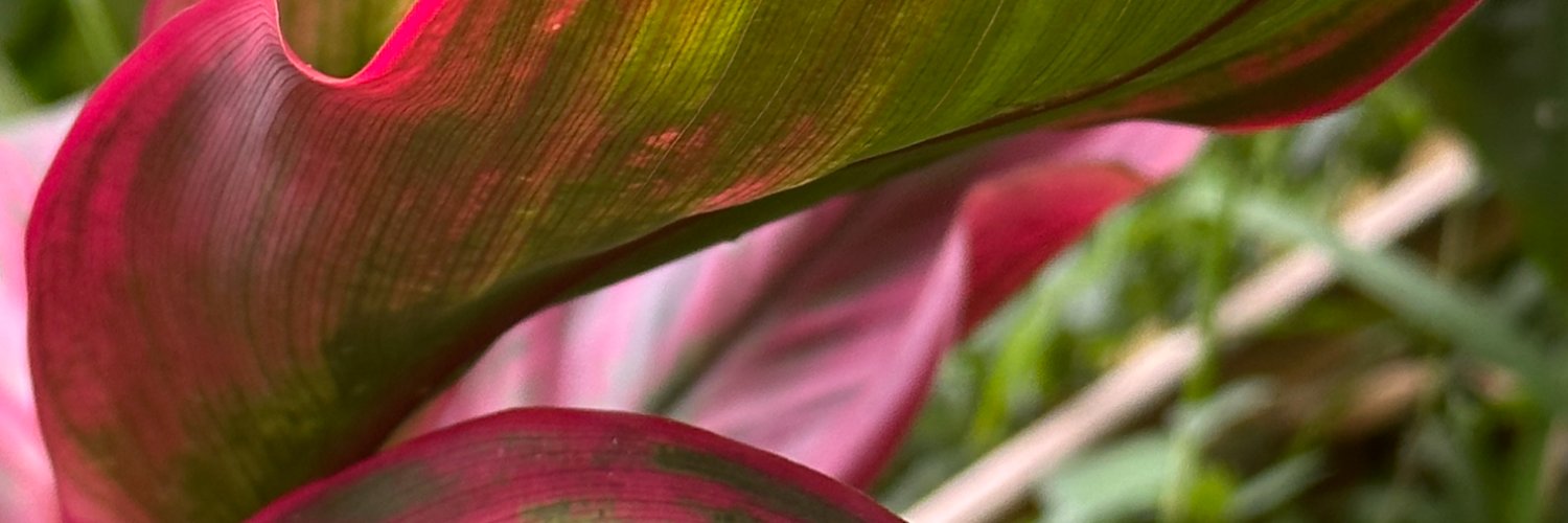 HilaryTSmith's profile banner image