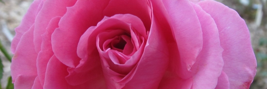 pinkroseluv's profile banner image