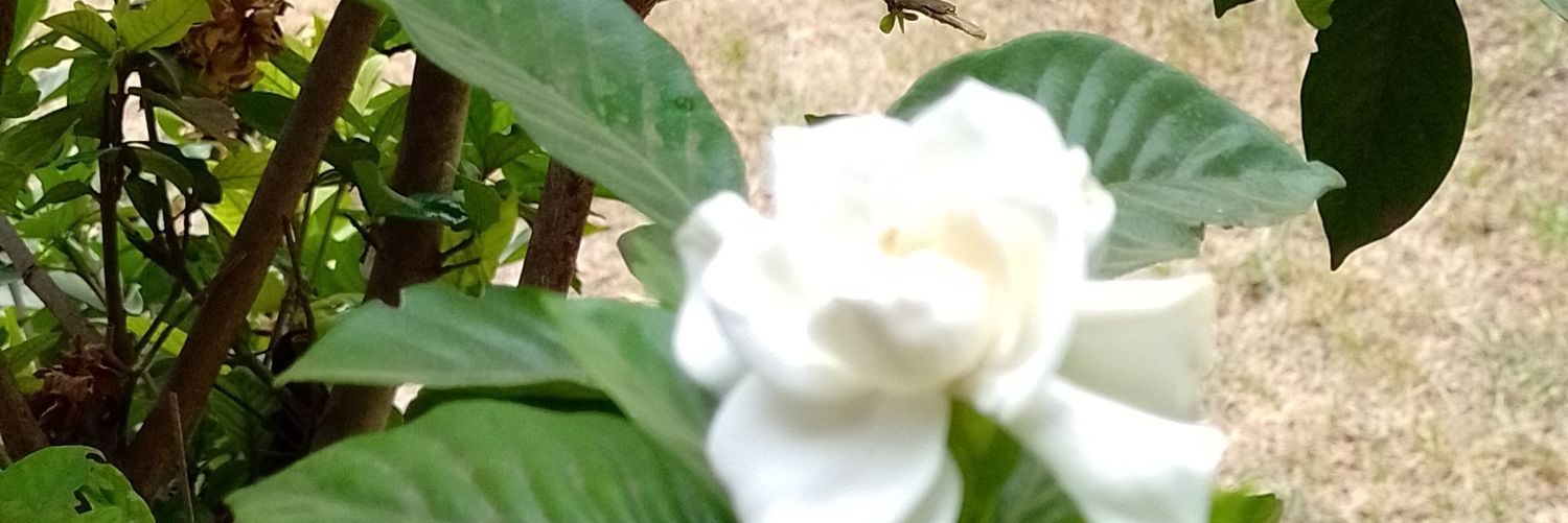 norahapo's profile banner image
