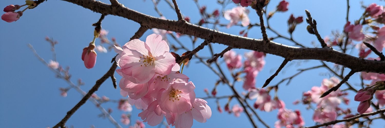 rara🌸sakuto banner