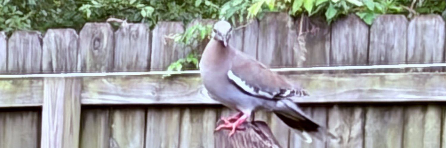 Sassafras35's profile banner image