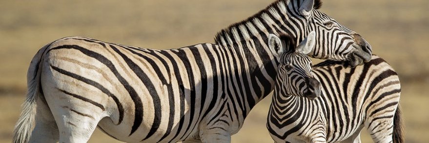 TWFkenya's profile banner image
