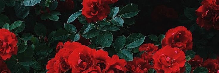_nadaly_'s profile banner image