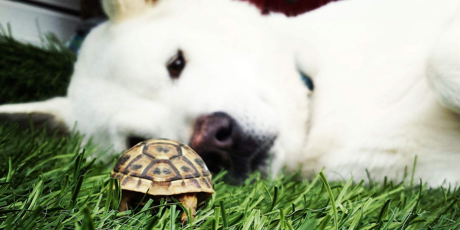 JobeReynoldss's profile banner image
