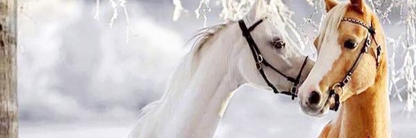 m_s_algamdii's profile banner image