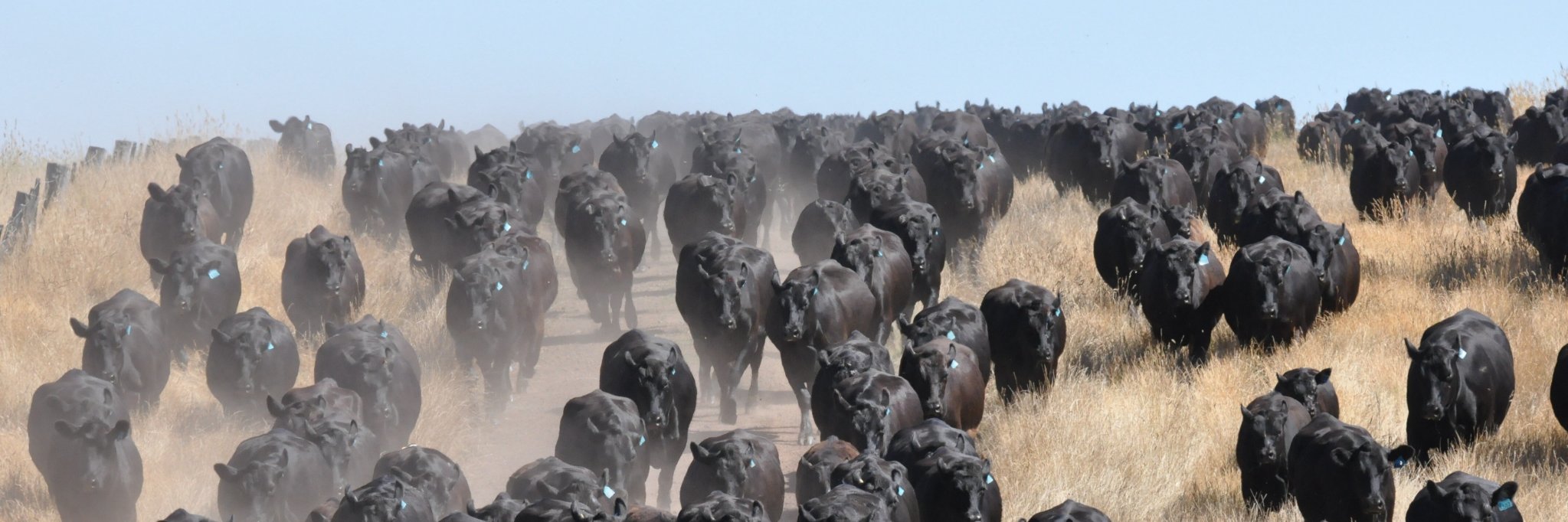 temaniaangus's profile banner image