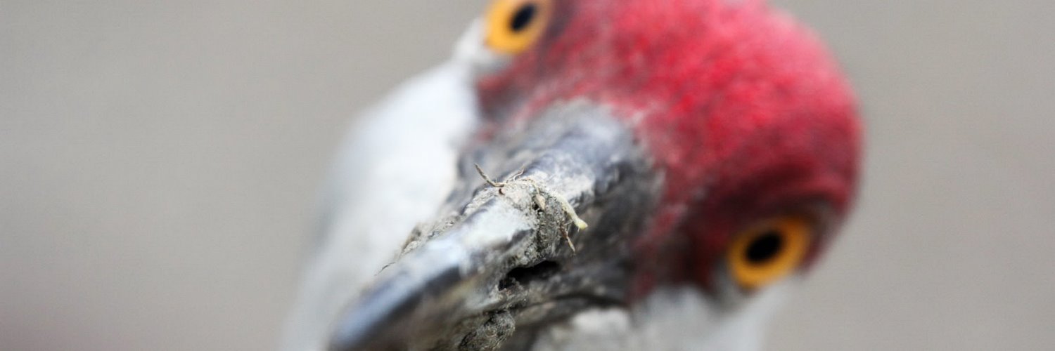 Audubon Nebraska banner