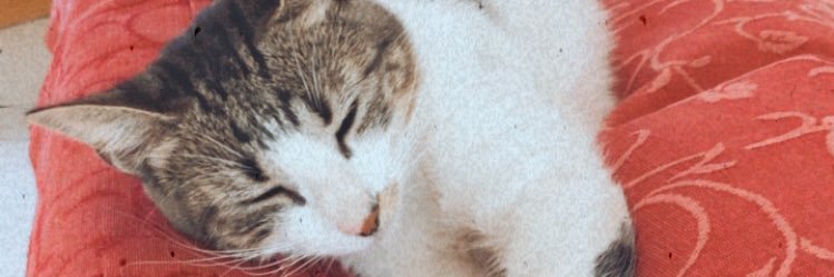 CatiVolpi's profile banner image