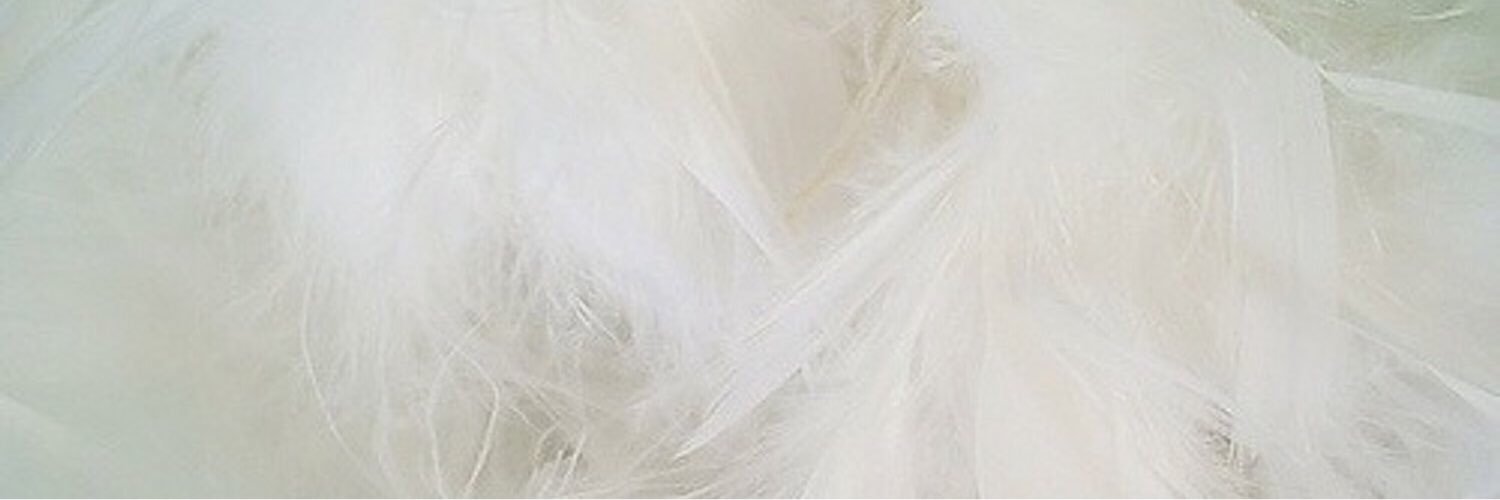 nicola_step's profile banner image