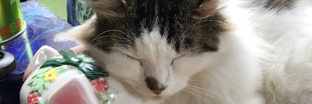 vivilupa8's profile banner image