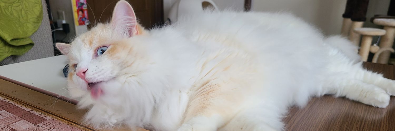 kyoooooooooo_'s profile banner image