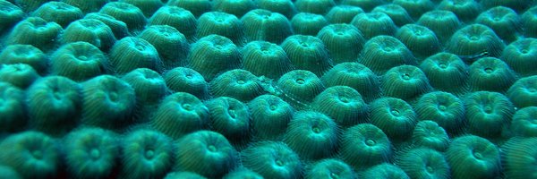 ScleractinIan_ Profile Banner