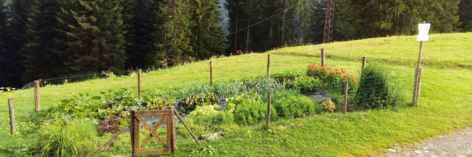 graziano martello banner