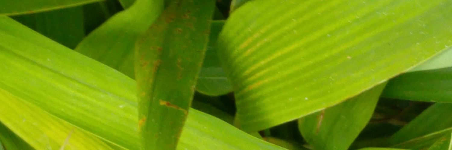 vigawam's profile banner image