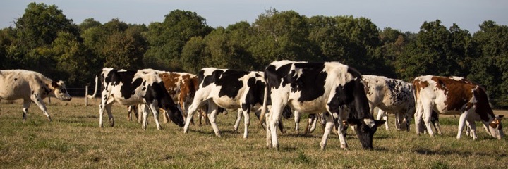 Benjamin Lecorps banner