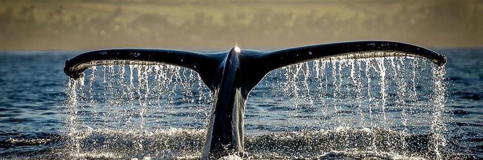 Keith "Bumpy" Munro banner