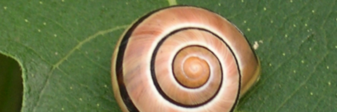 ConOrejaVerde's profile banner image