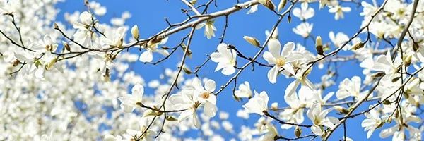 𓅸chiririn𓅪𓆇𓅩 banner