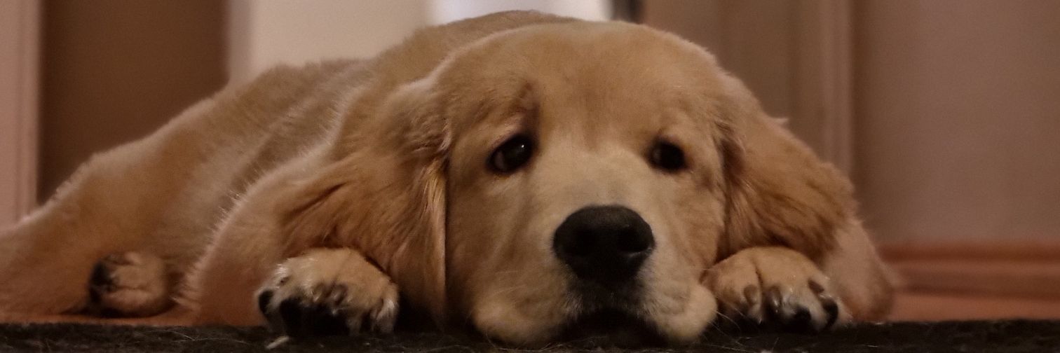 CarpioIbeth's profile banner image