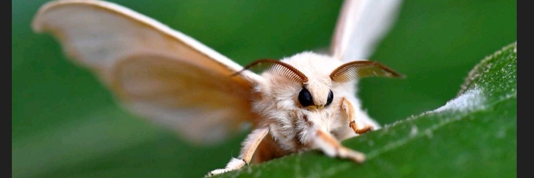 Mothman🔻💜💜💜🔻 banner